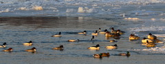 Dsc_3160 - 24 - 13